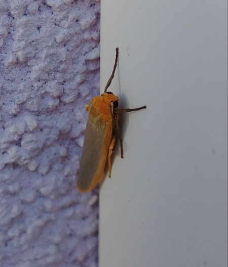 Lithosie aplatie (Manteau à tête jaune) 