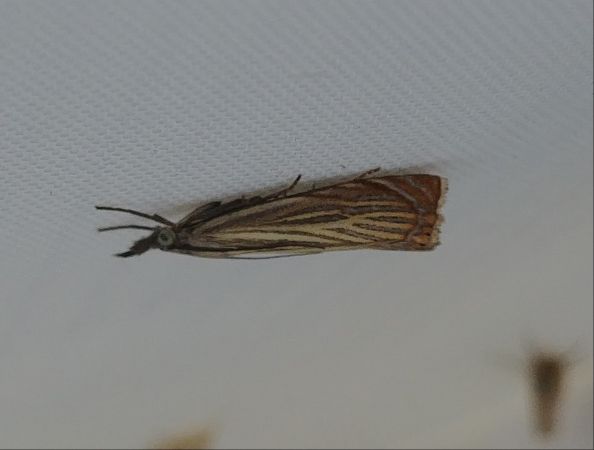 Crambus des jardins 