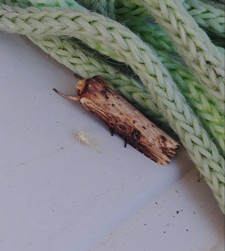 Noctuelle putride 