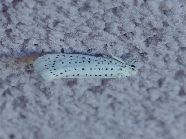 Yponomeuta evonymella 