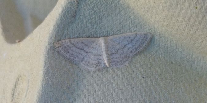 Idaea subsericeata 