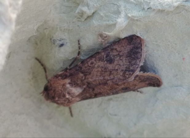 Noctuelle des moissons 