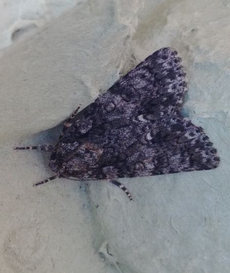 Noctuelle de la patience 