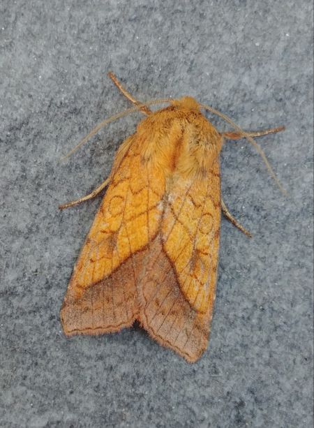 Pyrrhia umbra 