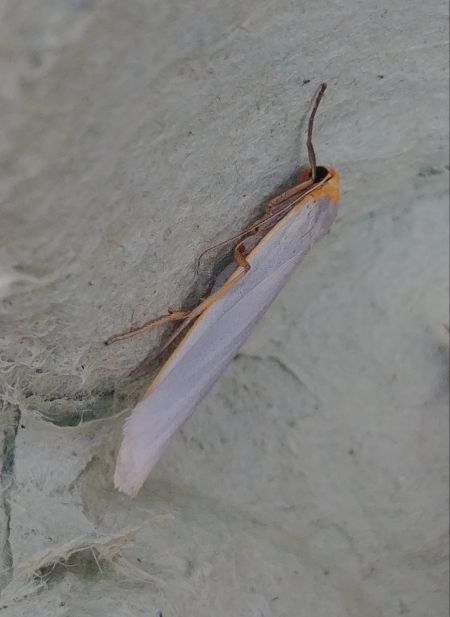 Manteau pâle 