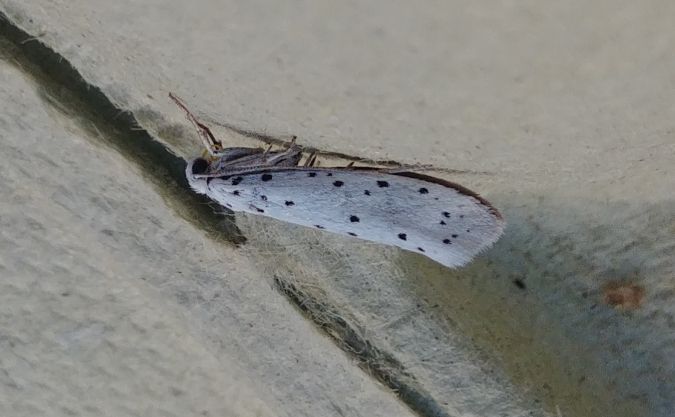 Yponomeuta sp. 