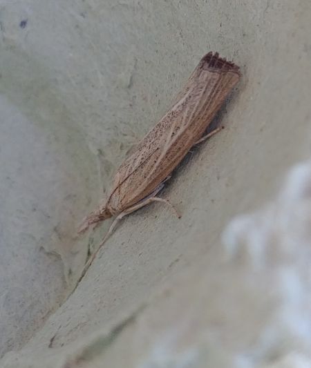 Pediasia luteella 