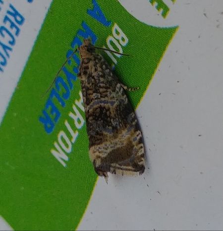 Celypha lacunana 
