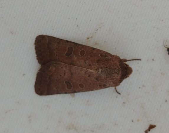 Hoplodrina indéterminé 