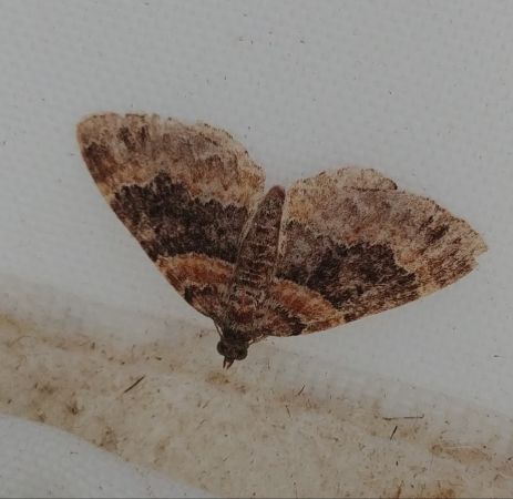 Xanthorhoe ferrugata 