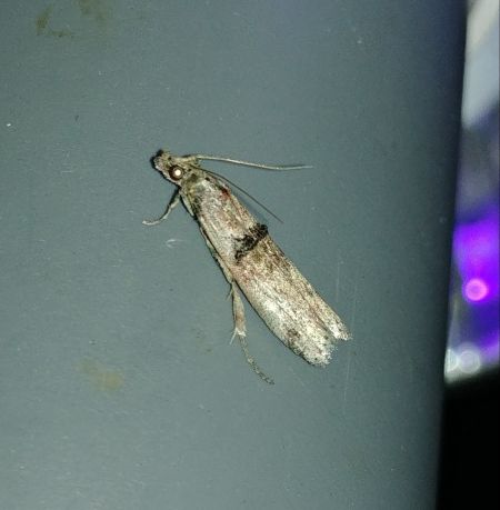 Nephopterix angustella 