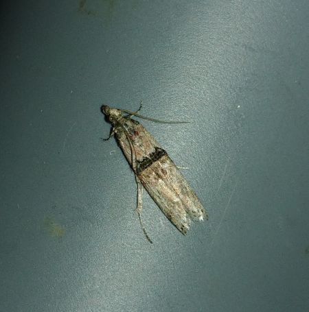 Nephopterix angustella 