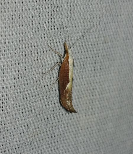 Ypsolopha dentella 