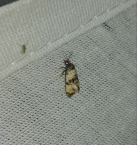 Cochylis atricapitana 