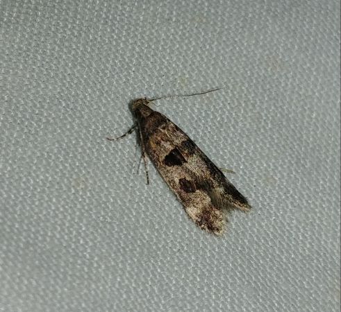 Mirificarma maculatella 
