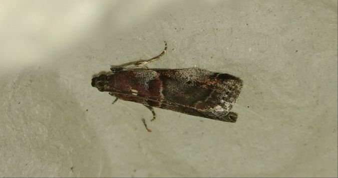 Acrobasis suavella 