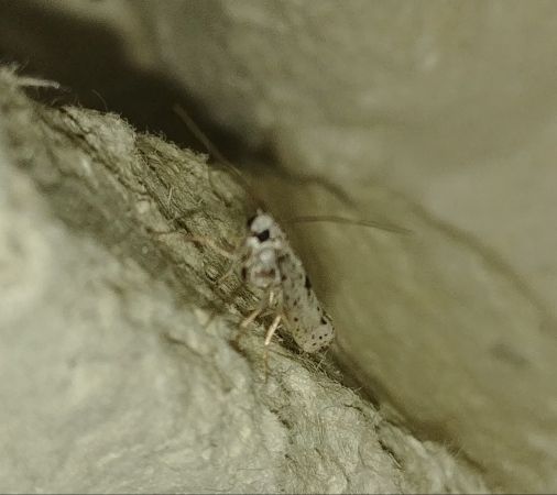 Yponomeuta plumbella 