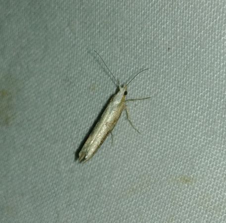 Ypsolopha falcella 