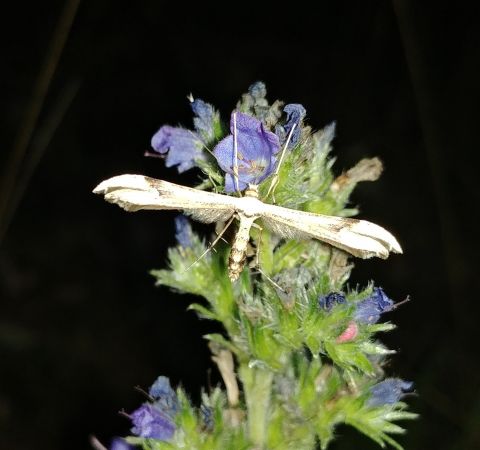 Adaina microdactyla 