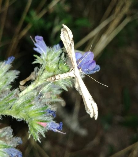 Adaina microdactyla 