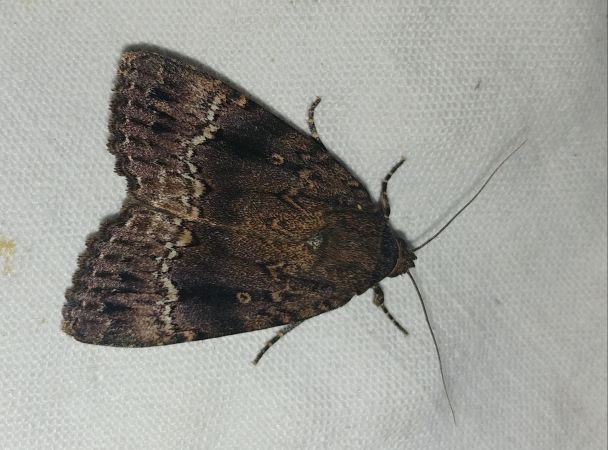 Amphipyra berbera 