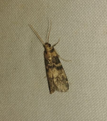 Euzophera pinguis 