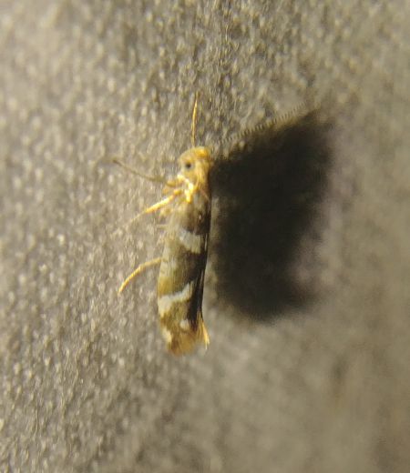 Argyresthia goedartella 