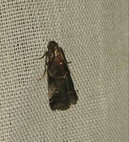 Acrobasis suavella 