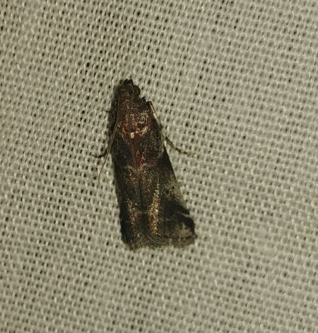 Acrobasis suavella 