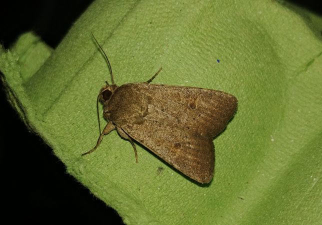 Hoplodrina indéterminé 