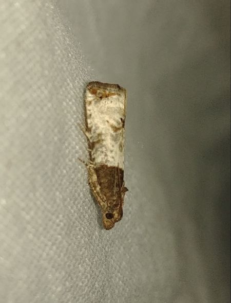 Notocelia roborana 