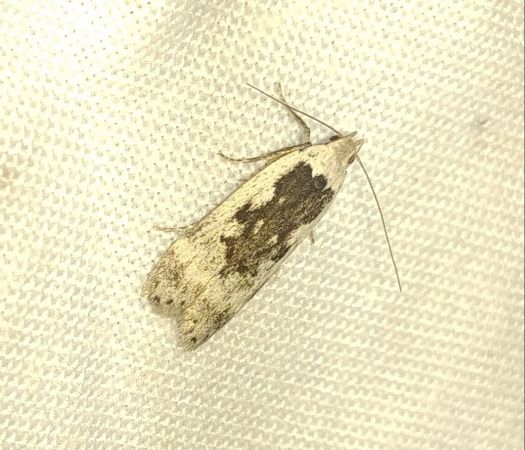 Anacampsis blattariella 