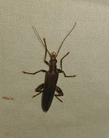 Oedemera femoralis 