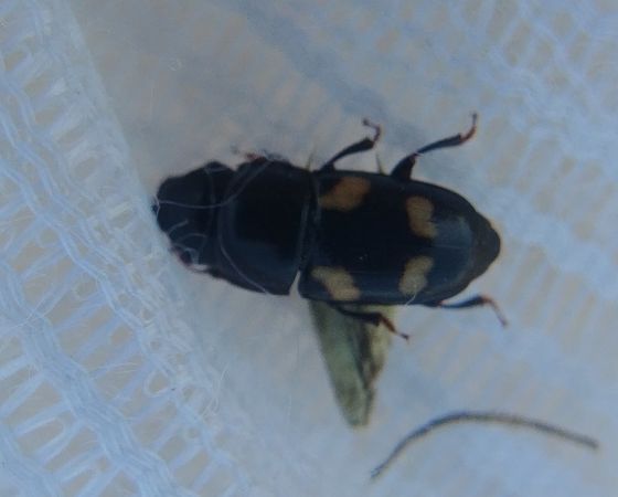 Glischrochilus quadrisignatus 