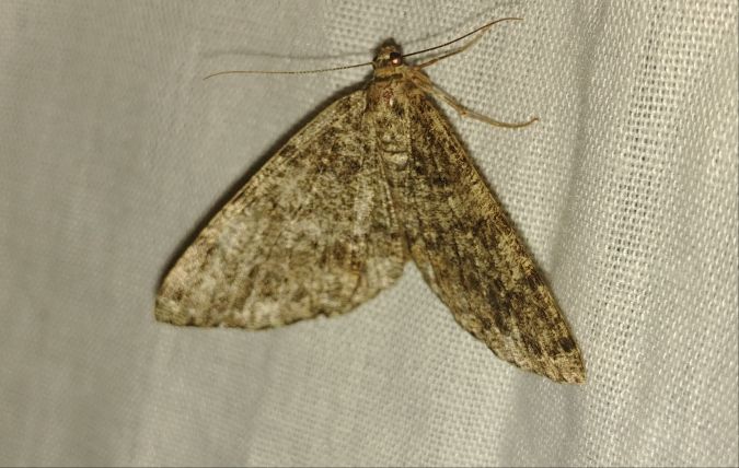 Deileptenia ribeata 