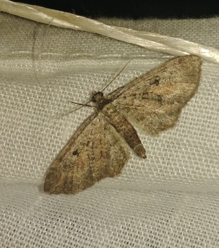 Eupithecia icterata 