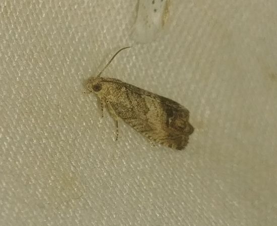 Cydia splendana 