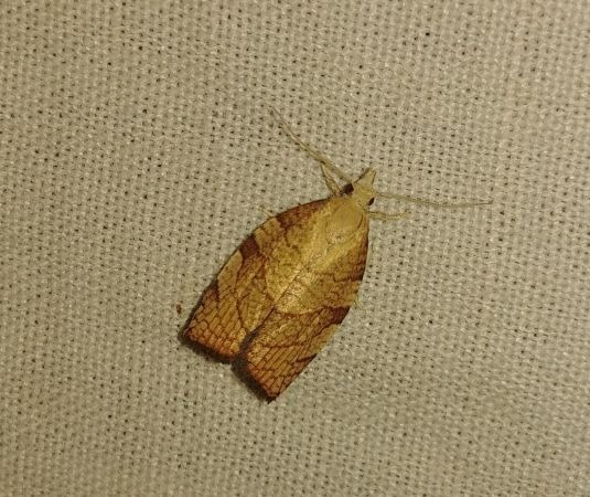 Pandemis corylana 