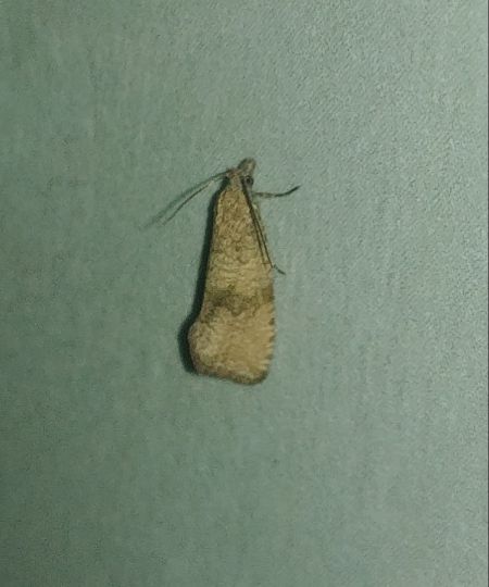 Celypha striana 