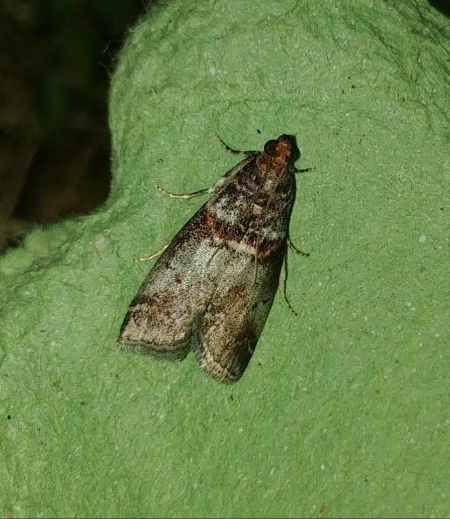 Acrobasis advenella 