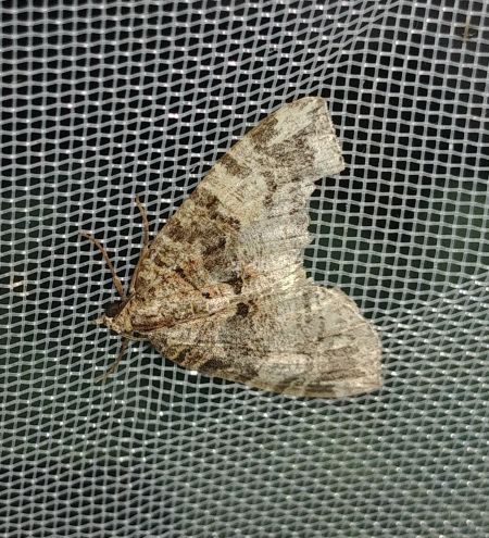 Hydriomena furcata 