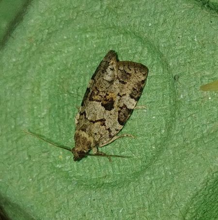 Dichelia histrionana 