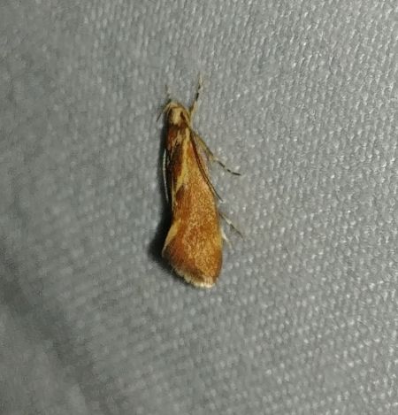 Metalampra sp. 