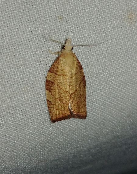 Pandemis corylana 