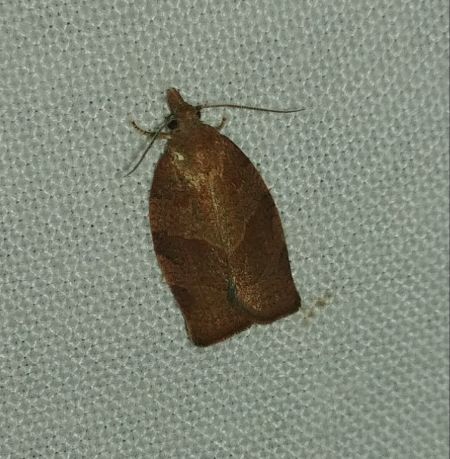 Pandemis heparana 