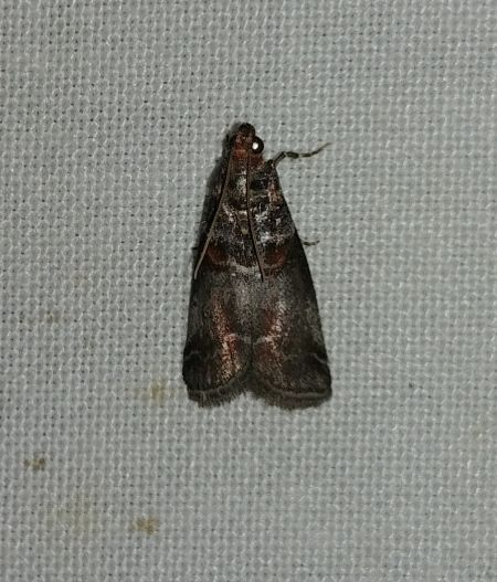 Acrobasis advenella 
