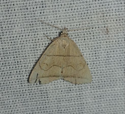 Herminia grisealis 