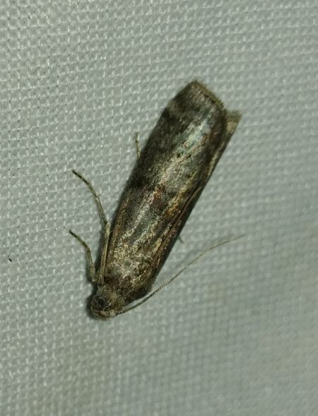 Phycita roborella 
