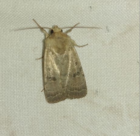 Hoplodrina indéterminé 