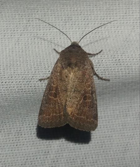 Hoplodrina indéterminé 